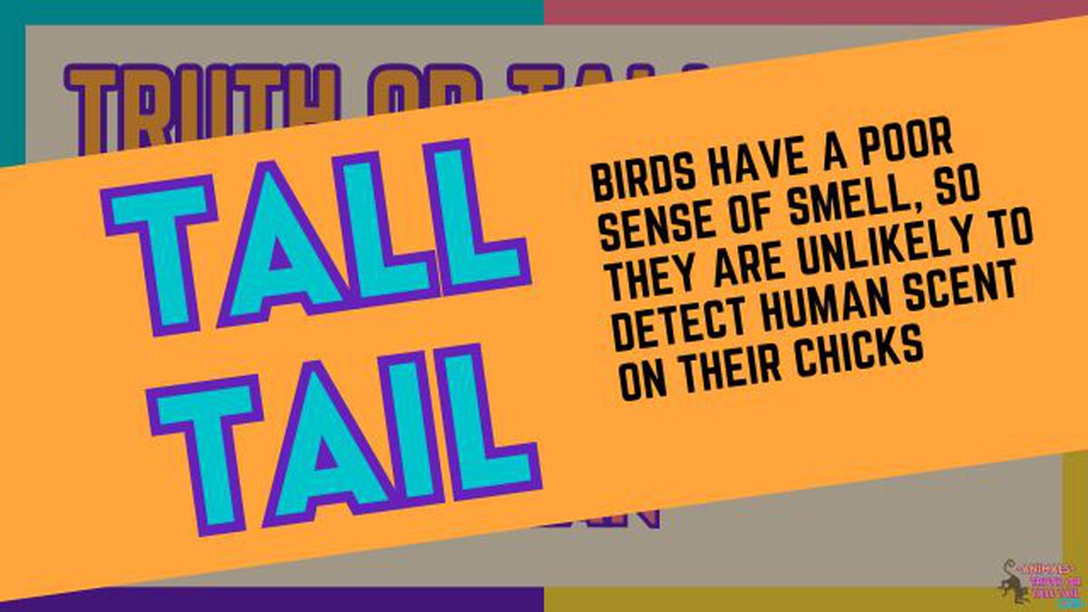 Animals: Truth or Tall Tail - Vol. 2 image number null